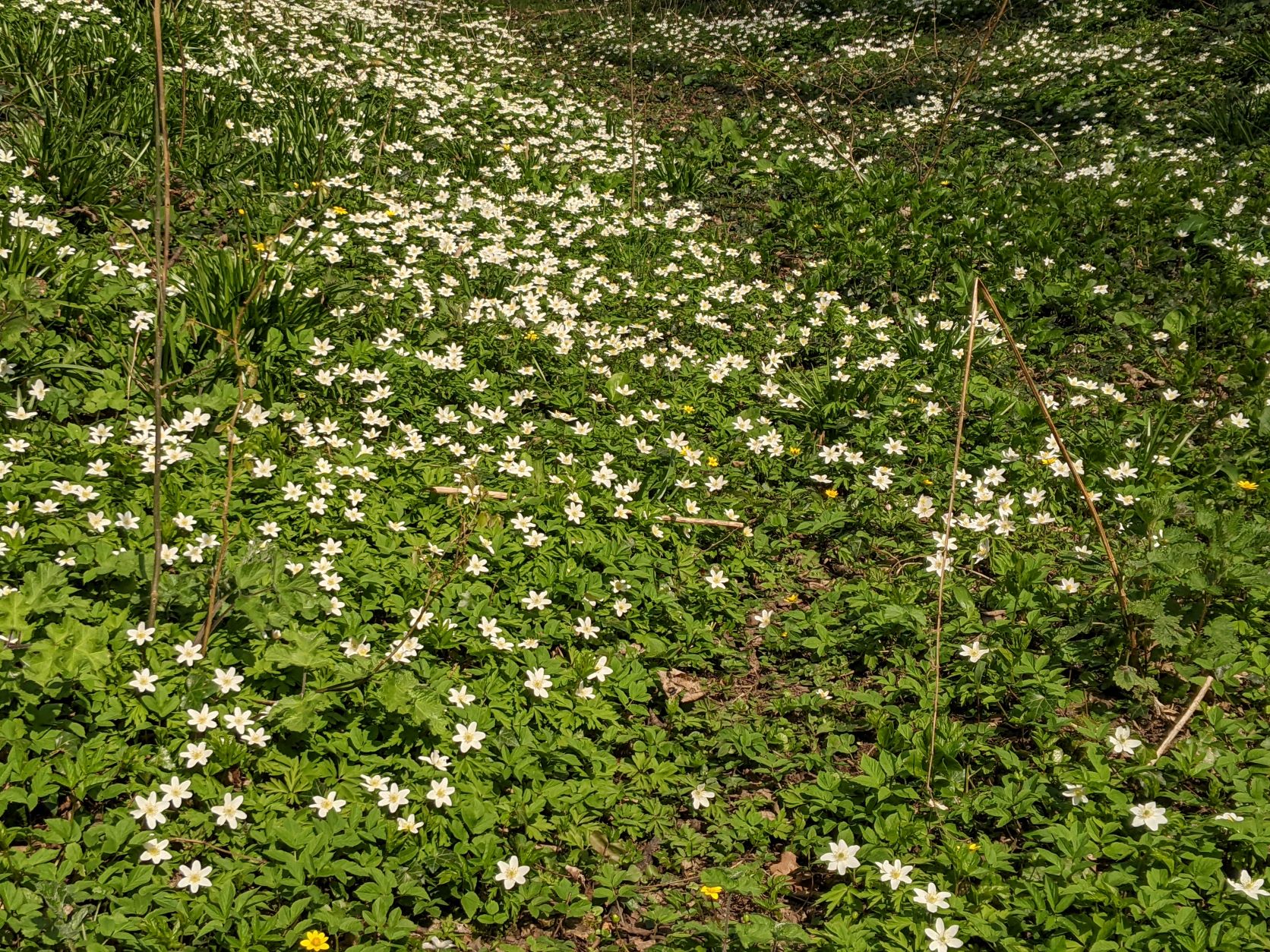 Wood Anenome, March 26th